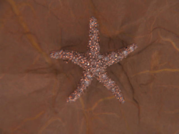 Starfish Brooch Brooch